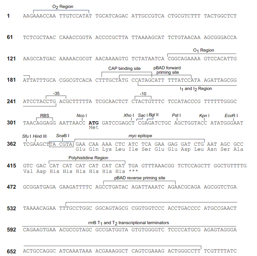 pBAD-Myc-His C 载体多克隆位点 点击看大图 pBAD-Myc-His C 多克隆位点